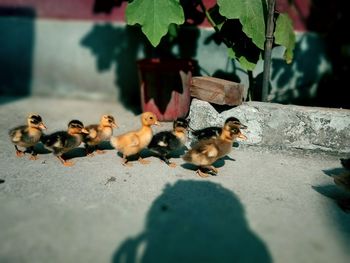 Close-up of birds on ground