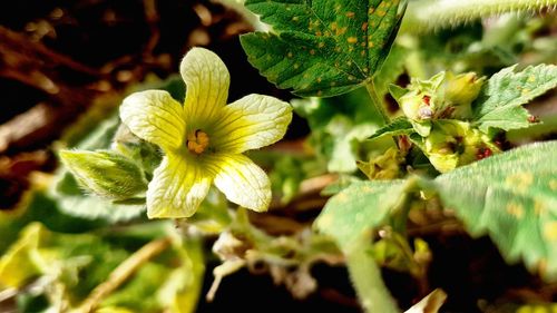 Close-up of butterfly on plant