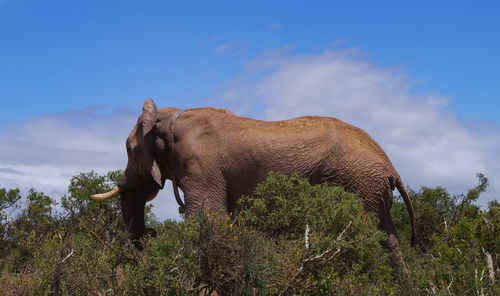 Low angle view of elephant on land against sky