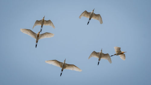 Low angle view of seagulls flying against clear blue sky