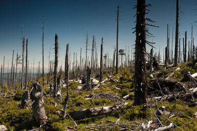 Plants and trees on field against sky