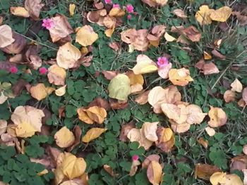 Close-up of flowers