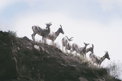 Flock of sheep against clear sky