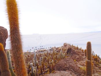 Plants growing on land against sky