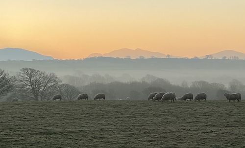 Scenic view of field against sky during sunset