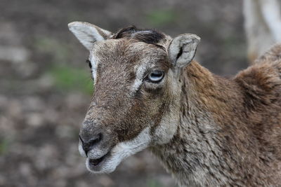 Close-up of deer