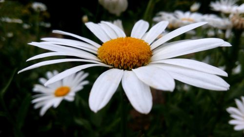 Close-up of white daisy flowers