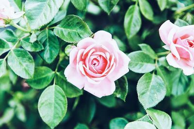 Close-up of pink rose