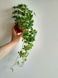 Close-up of hand holding plant against wall