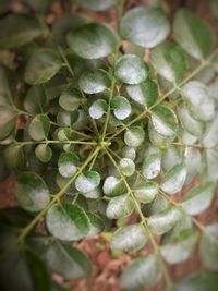 Close-up of fresh green plant