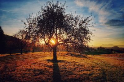 Tree on countryside landscape