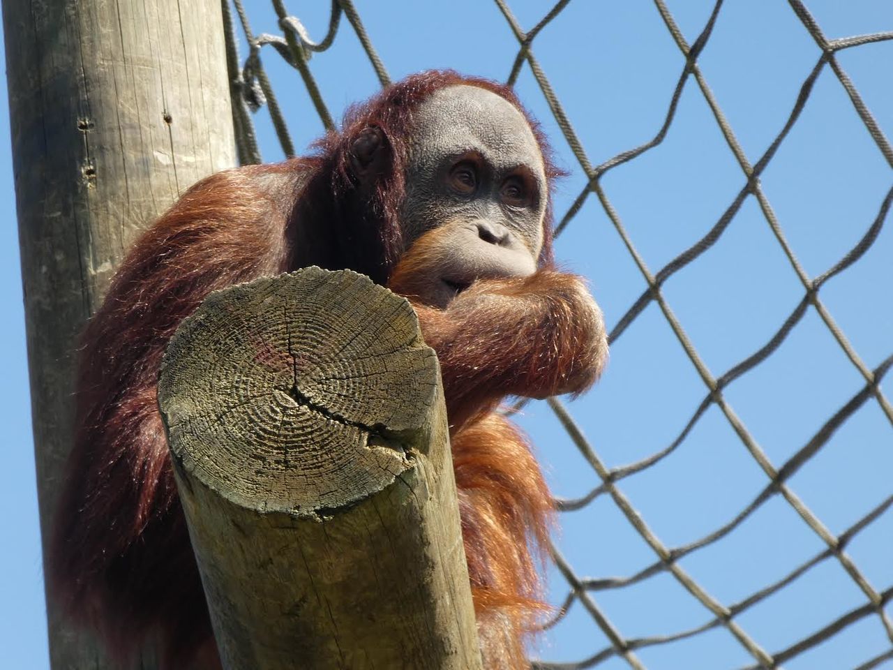 animal, animal themes, primate, mammal, monkey, fence, animal wildlife, one animal, ape, chainlink fence, animals in captivity, sky, orangutan, no people, nature, cage, day, wildlife, outdoors, zoo, security, protection, portrait