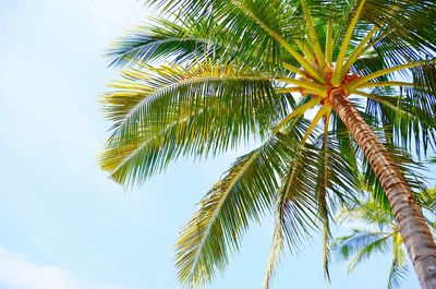 Low angle view of palm tree against sky