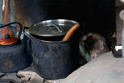 Cat relaxing by container on wood