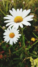 Close-up of white daisy flower