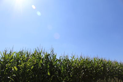 Plants growing on field against clear blue sky