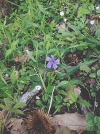 Plants growing on field