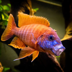 Close-up of fish swimming in aquarium