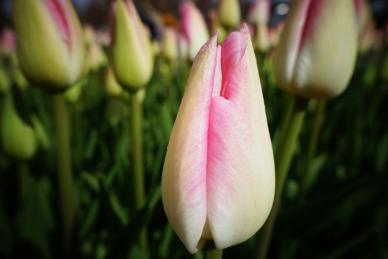 CLOSE-UP OF PINK ROSE BUD