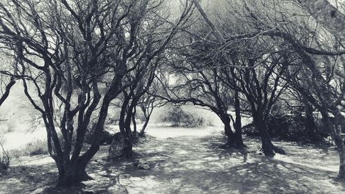 Bare trees on landscape against sky