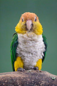 Portrait of parrot