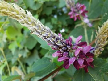 Close-up of flower against blurred background