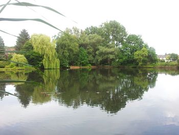 Reflection of trees in water