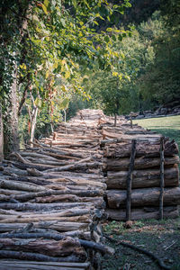 Trees in park