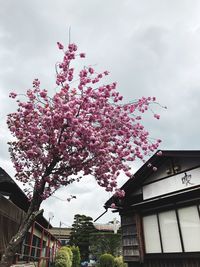Low angle view of pink flowering tree by building against sky