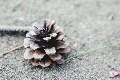 Close-up of pine cone on ground