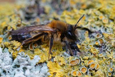 Detailed closeup on a female of the rare large sallow mining bee, andrena apicata, sitting on wood