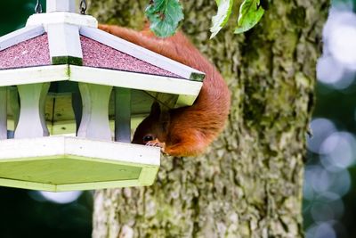 Squirrel on bird feeder