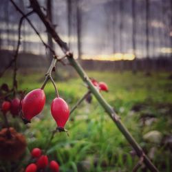 Close-up of cherries growing on tree