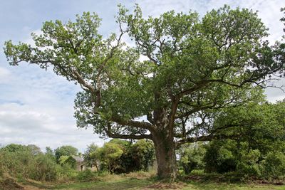 View of tree against sky