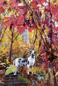 View of a dog on tree