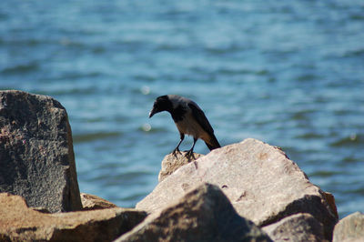 Close-up of bird perching on rock by lake