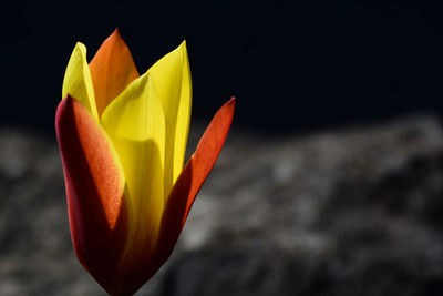 Close-up of yellow rose blooming