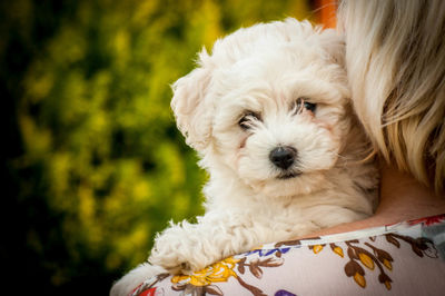 Close-up portrait of dog