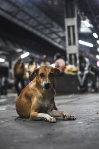 Portrait of stray dog relaxing on railroad station platform at night