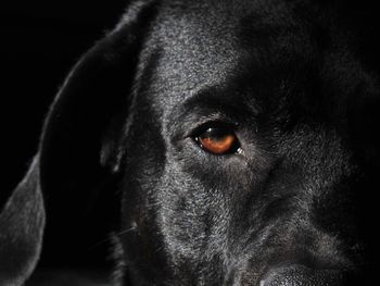 Close-up portrait of black dog