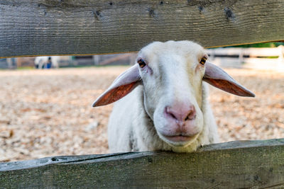 Portrait of goat on field