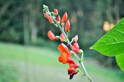 Close-up of red flowering plant