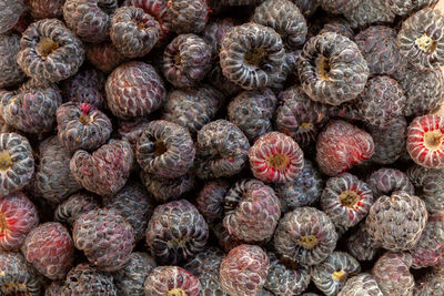 Full frame shot of blueberries