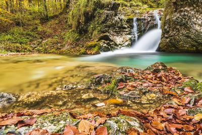 Scenic view of waterfall in forest