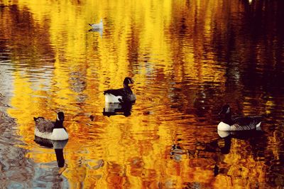 Reflection of birds in water