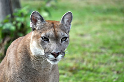 The cougar, also known as puma, mountain lion, mountain cat, catamount or panther.