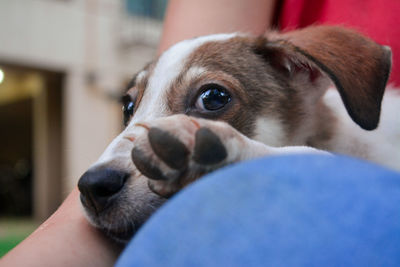 Close-up of hand holding dog