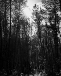 Low angle view of trees in forest