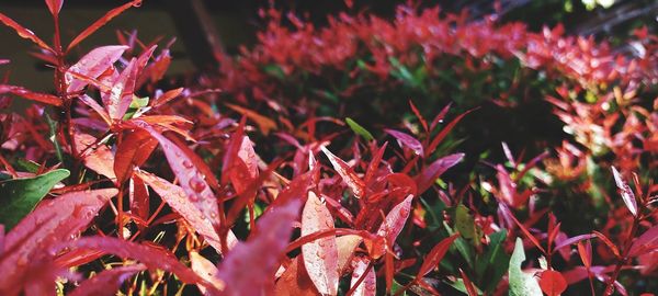 Close-up of red maple leaves on plant