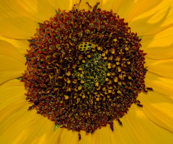 Close-up of sunflower